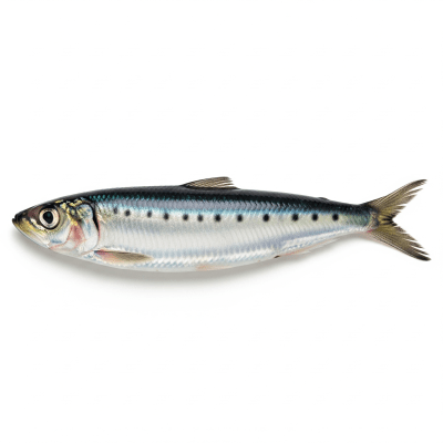 High-resolution studio photograph of a single Pacific Sardine, belonging to the taxonomy fish