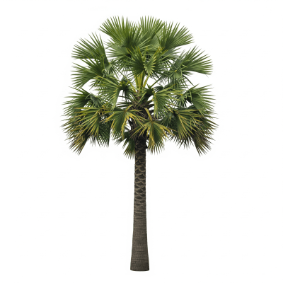 High quality studio photograph of a single Palmyra Palm