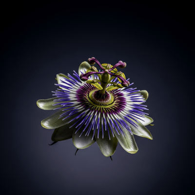 Editorial-style hero shot of a Passion Flower from the taxonomy flowers.