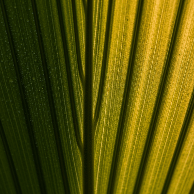 Close-up macro image of the leaf or fruit of a Paurotis Palm