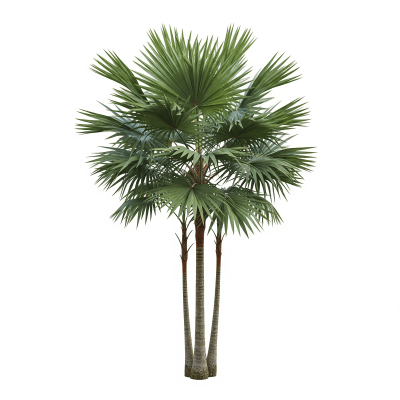 High quality studio photograph of a single Paurotis Palm