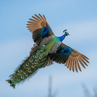 Action shot of a Peafowl (birds) in flight