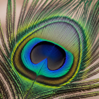 Close-up macro photograph of the feathers or distinctive markings of a Peafowl