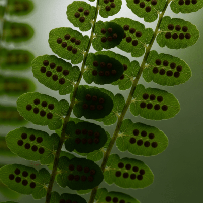 Photograph of a mature Pellaea rotundifolia, with visible sporangia or sori on the underside of its fronds, highlighting its reproductive structures