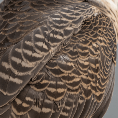 Close-up macro photograph of the feathers or distinctive markings of a Peregrine Falcon