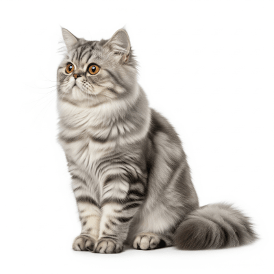 High resolution studio photograph of a Persian