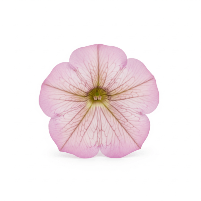 High quality studio photograph of a single Petunia