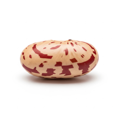 High quality studio photograph of a single Pinto Bean