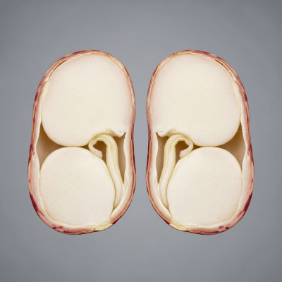 A cross-sectional view of a single Pinto Bean (beans), sliced cleanly to reveal its internal structure and composition