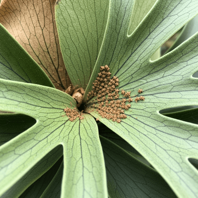 Detailed macro image of the fronds and leaflets of a Platycerium bifurcatum, focusing on texture, venation, and sori (spore cases) if visible