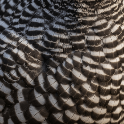 Close-up macro photograph highlighting the feather texture and coloration of a Plymouth Rock from the chicken taxonomy