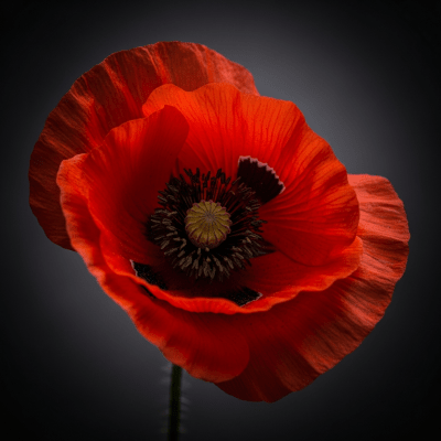 Editorial-style hero shot of a Poppy from the taxonomy flowers.