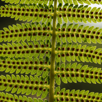 Photograph of a mature Pteridaceae (family), with visible sporangia or sori on the underside of its fronds, highlighting its reproductive structures