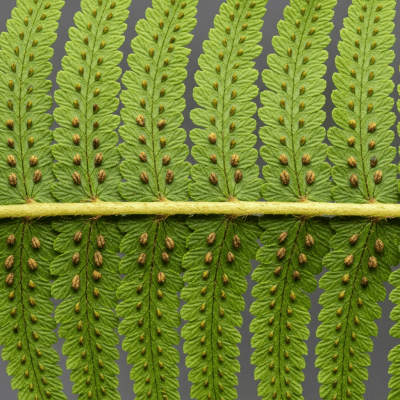 Detailed macro image of the fronds and leaflets of a Pteridium aquilinum, focusing on texture, venation, and sori (spore cases) if visible
