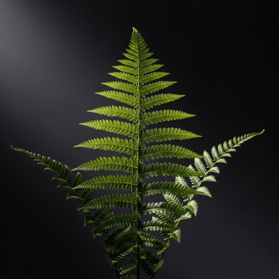 Editorial-style image of a Pteris cretica, of the taxonomy ferns, arranged heroically with dramatic lighting and shallow depth of field to emphasize its form and beauty.