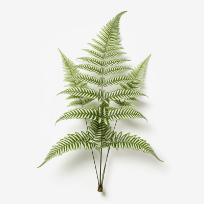 High quality, studio-style photograph of a single Pteris cretica