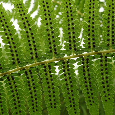 Photograph of a mature Pteris cretica, with visible sporangia or sori on the underside of its fronds, highlighting its reproductive structures