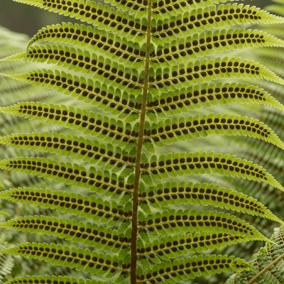 Photograph of a mature Pteris vittata, with visible sporangia or sori on the underside of its fronds, highlighting its reproductive structures