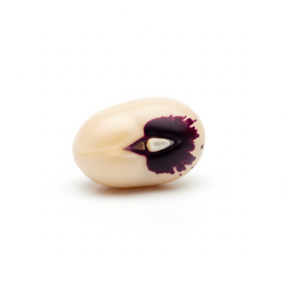 High quality studio photograph of a single Purple Hull Pea