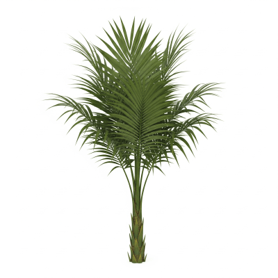 High quality studio photograph of a single Pygmy Date Palm