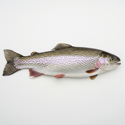 High-resolution studio photograph of a single Rainbow Trout, belonging to the taxonomy fish