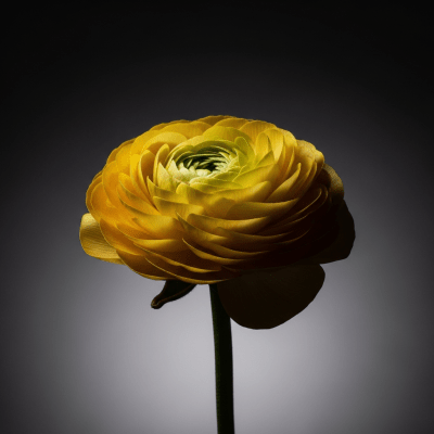 Editorial-style hero shot of a Ranunculus from the taxonomy flowers.