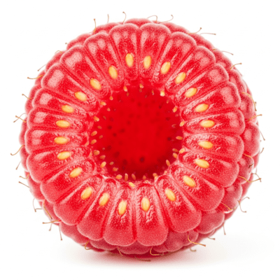 A cross-sectional view of a sliced Raspberry, part of the taxonomy berries
