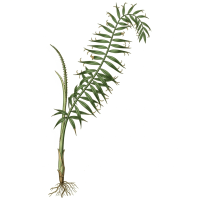 Botanical illustration of a whole Rattan Palm