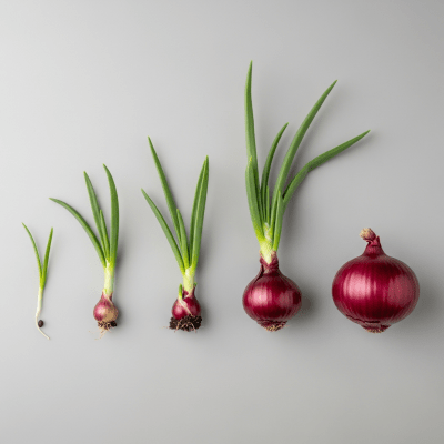 An image showing multiple stages of growth for a single type of Red Baron onion (onions), from seedling to mature bulb