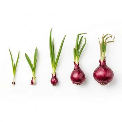 An image showing multiple stages of growth for a single type of Red Creole onion (onions), from seedling to mature bulb