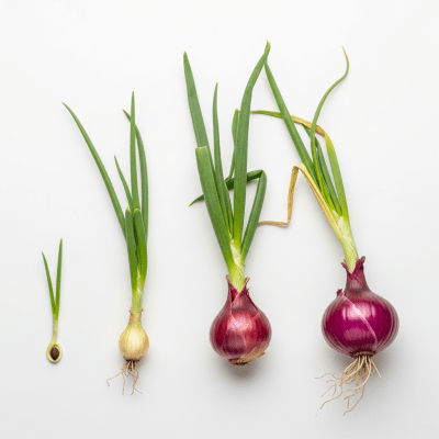 An image showing multiple stages of growth for a single type of Red onion (onions), from seedling to mature bulb