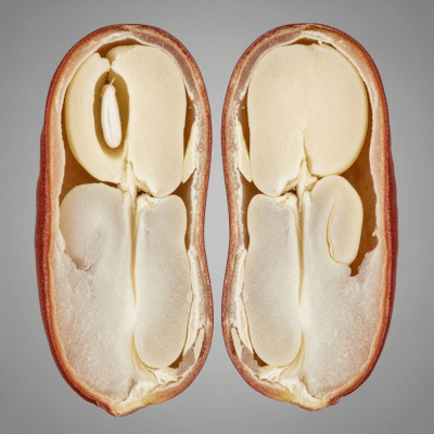 A cross-sectional view of a single Rice Bean (beans), sliced cleanly to reveal its internal structure and composition