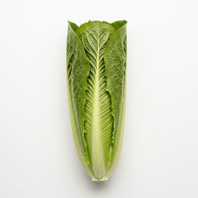 High resolution photograph of a single Romaine Lettuce