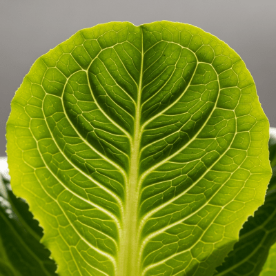 Macro shot capturing the texture and surface details of a leaf from Romaine Lettuce, within taxonomy lettuce