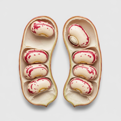 A cross-sectional view of a single Roman Bean (beans), sliced cleanly to reveal its internal structure and composition
