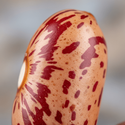 A close-up macro shot of Roman Bean (beans) showing its texture, surface details, and natural colors