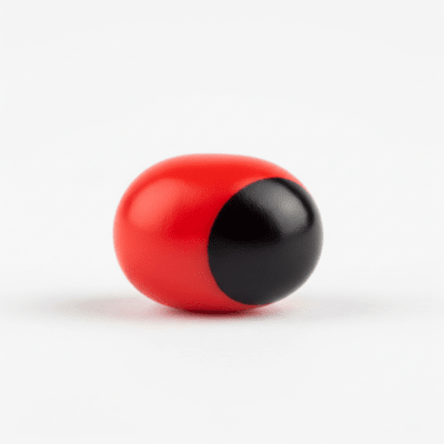 High resolution studio photograph of a single Rosary Pea