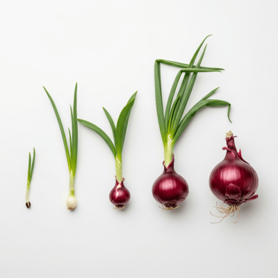 An image showing multiple stages of growth for a single type of Rossa di Milano onion (onions), from seedling to mature bulb