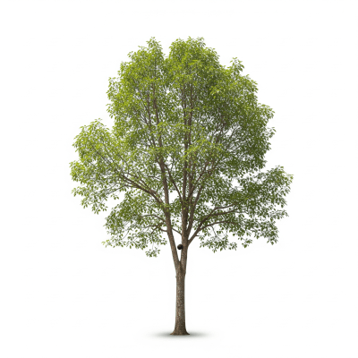 High quality photograph of a single Rubber Tree