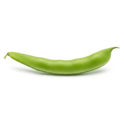 High resolution studio photograph of a single Runner Bean