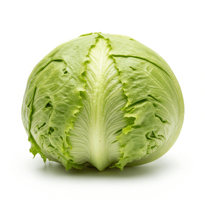 High resolution photograph of a single Salinas Lettuce