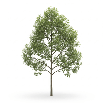 High quality photograph of a single Sandalwood