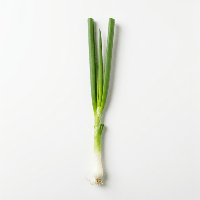 High quality photograph of a single Scallion