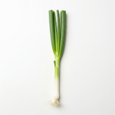 High resolution studio photograph of a single Scallion