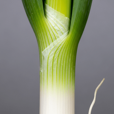Close-up macro photograph of surface details and textures of a single Scallion