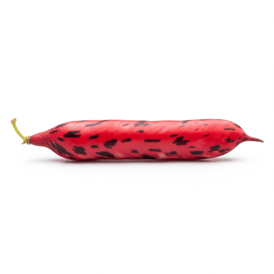 High quality studio photograph of a single Scarlet Runner Bean