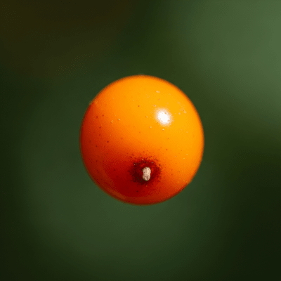 Sea buckthorn berry
