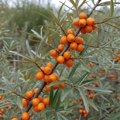 A naturalistic photograph of a Sea Buckthorn Berry growing on its plant in its typical environment, representing the taxonomy berries
