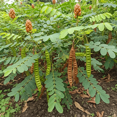 Photograph of the Senna (legumes) growing naturally on its plant in an outdoor agricultural or garden setting, showing leaves, pods, and surrounding soil or greenery