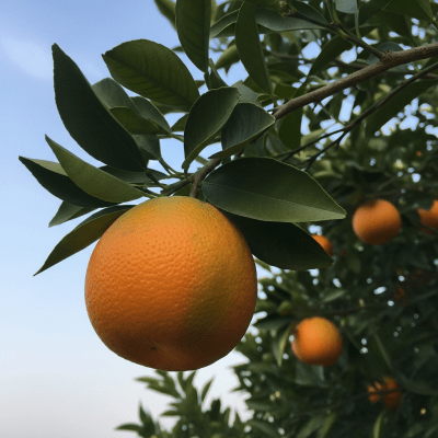 A naturalistic scene featuring a Shamouti Orange from the oranges taxonomy growing on a tree with leaves and branches visible